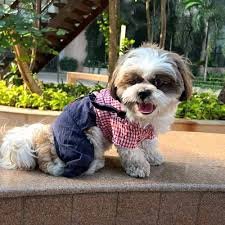 Dogs Clothing